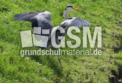 Graureiher-A 192.jpg